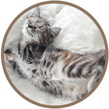 Cat sleeping on a fuzzy blanket: Prescription Refill Request