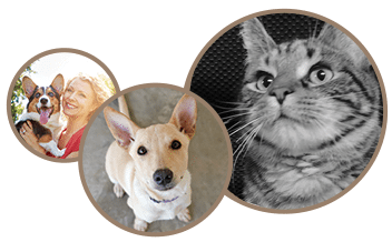 2 dogs and a cat: Behavioral Counseling in Temperance