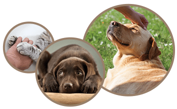 Chemotherapy for Dogs and Cats in Temperance, MI