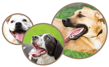Dog and Cat Teeth Cleaning in Temperance, MI