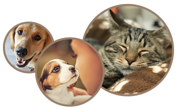 Cat and Dog Allergy Treatment in Temperance, MI