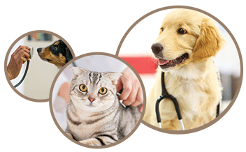 Pet Diagnostics in Temperance, MI