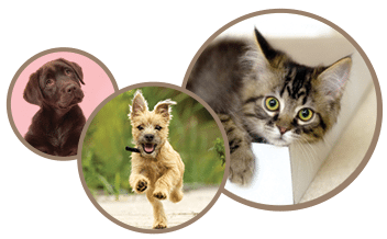 2 dogs and a cat: Helpful Links in Temperance
