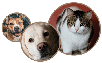 Cat and Dog Laser Therapy in Temperance, MI