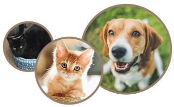 Spay and Neuter for Dogs and Cats in Temperance, MI