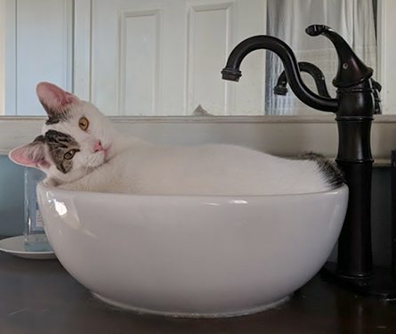 Cat in a sink: Helpful Links in Temperance