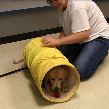 Puppy in a yellow tube: Puppy Kindergarten in Temperance