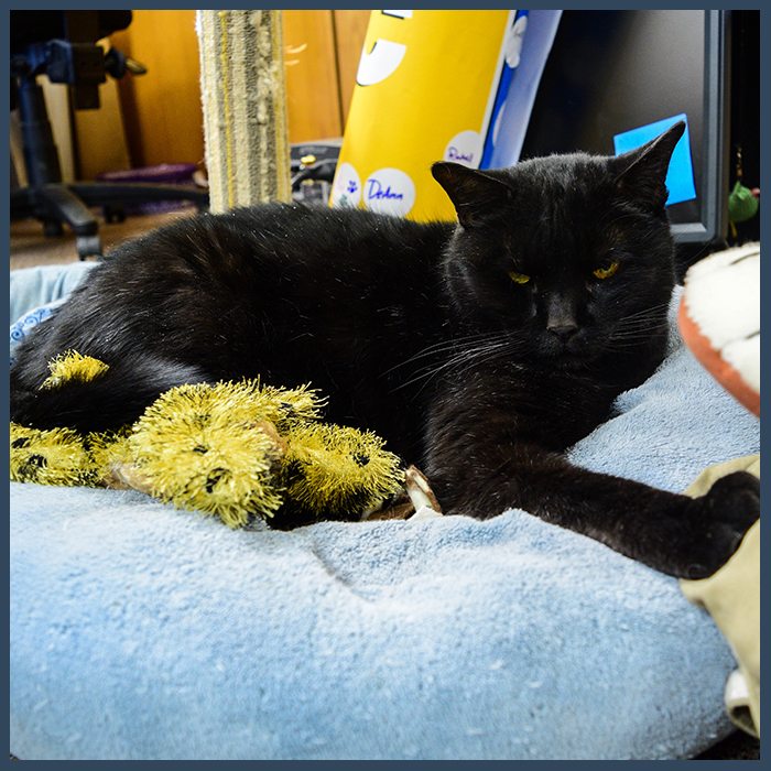 black cat laying on blanket with flowers: Our Photo Gallery in Temperance