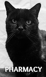 black cat at pharmacy grayscale quicklink