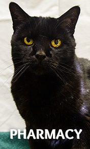 black cat at pharmacy quicklink
