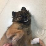 dog with injured leg laying on back