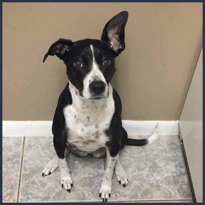 black and white dog sitting against wall: Our Photo Gallery in Temperance