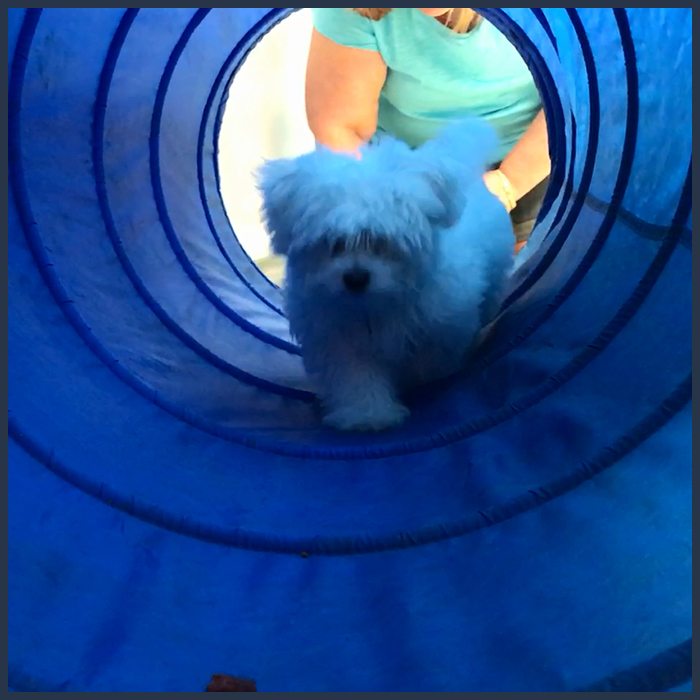 Our Photo Gallery in Temperance: Puppy running through tube