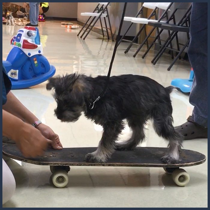 Our Photo Gallery in Temperance: Puppy riding a skateboard