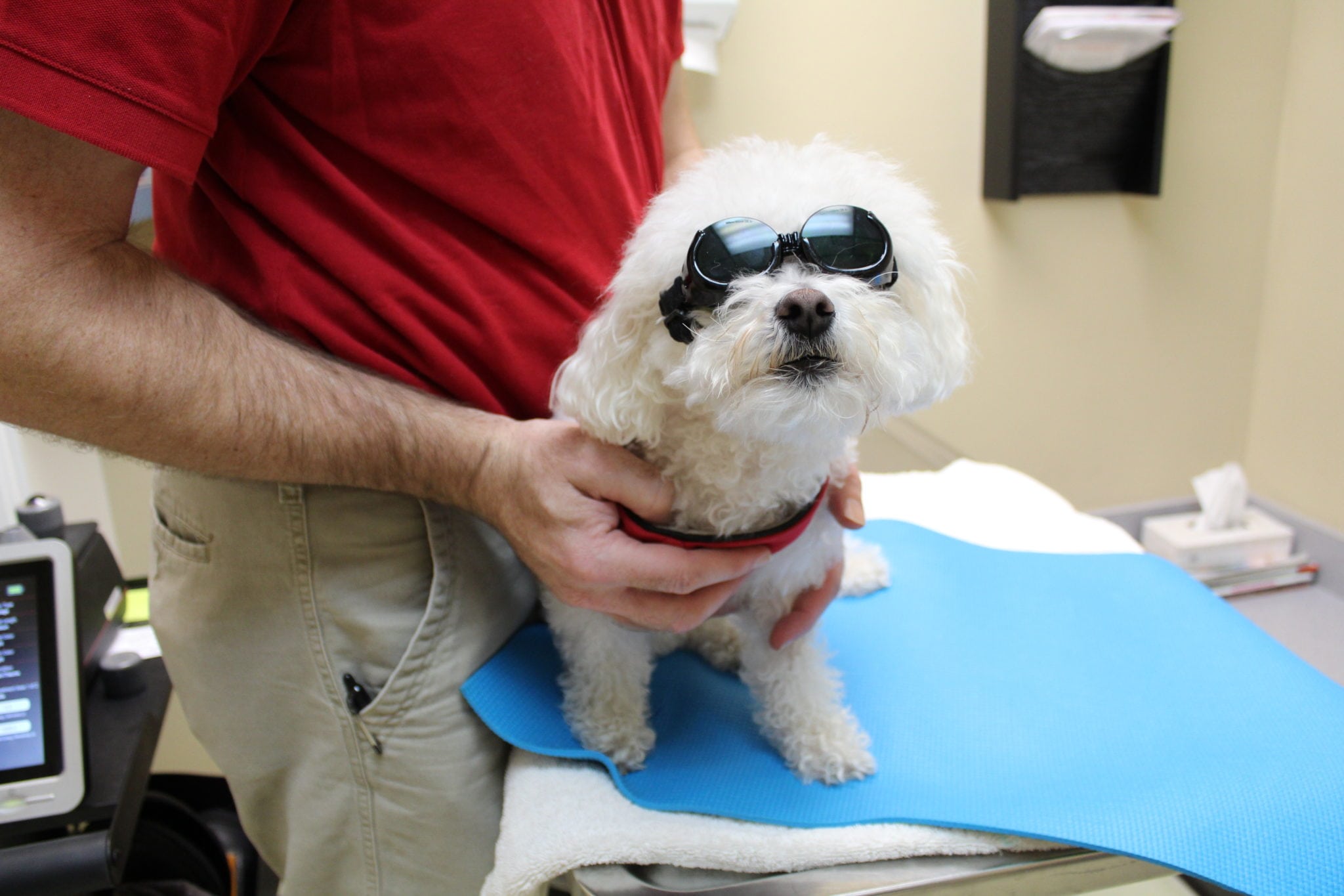 Our Photo Gallery in Temperance: Small dog wearing goggles