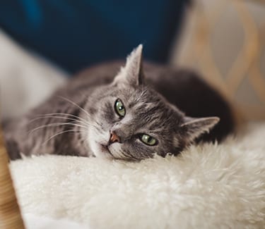 Pet Arthritis in Temperance: Cat relaxing on a sofa