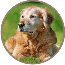 Pet Arthrits in Temperance: Dog lying on grass