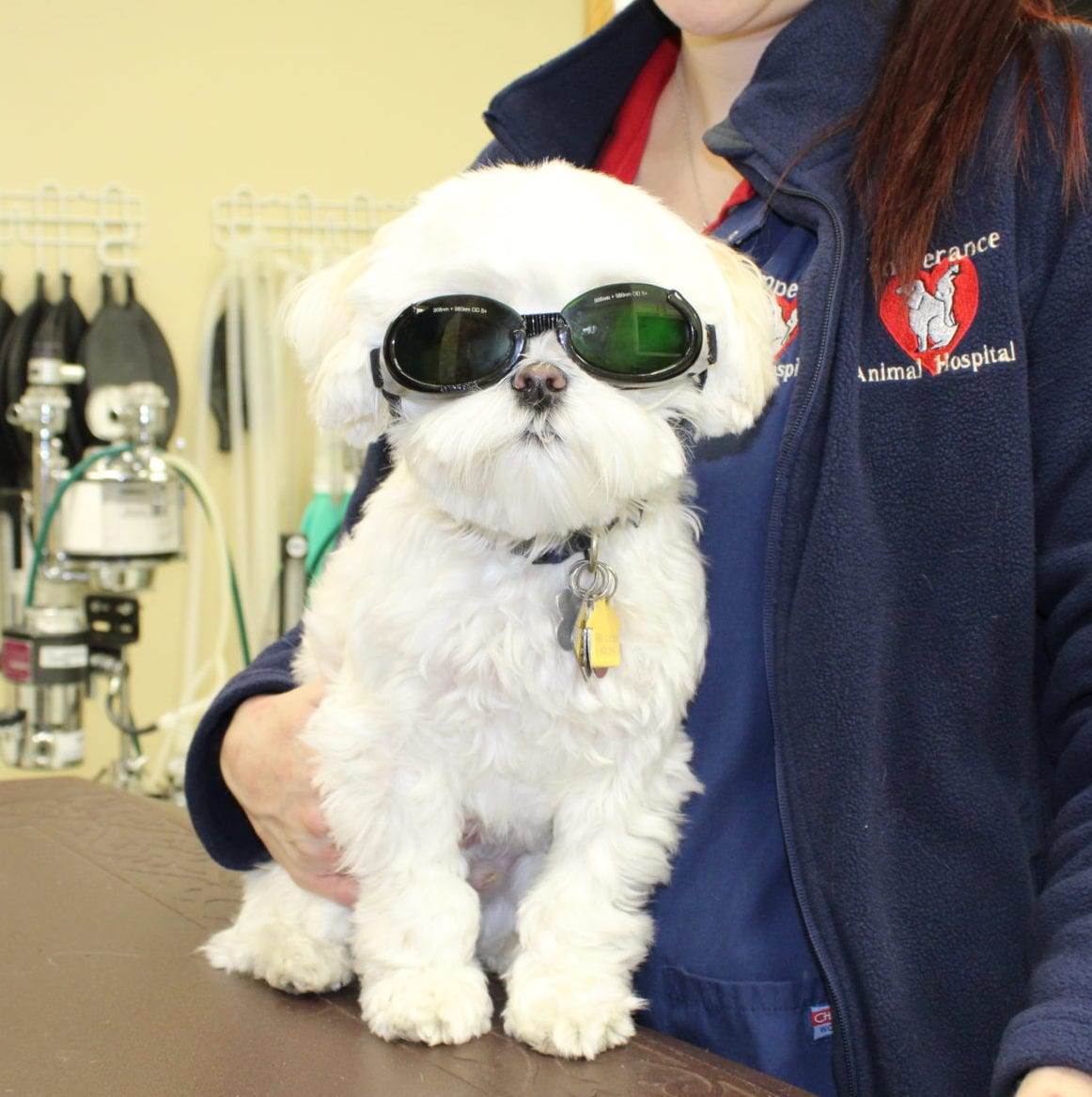 Dog Laser Therapy in Temperance, MI
