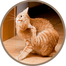 Cat scratching itself: Allergies in Temperance