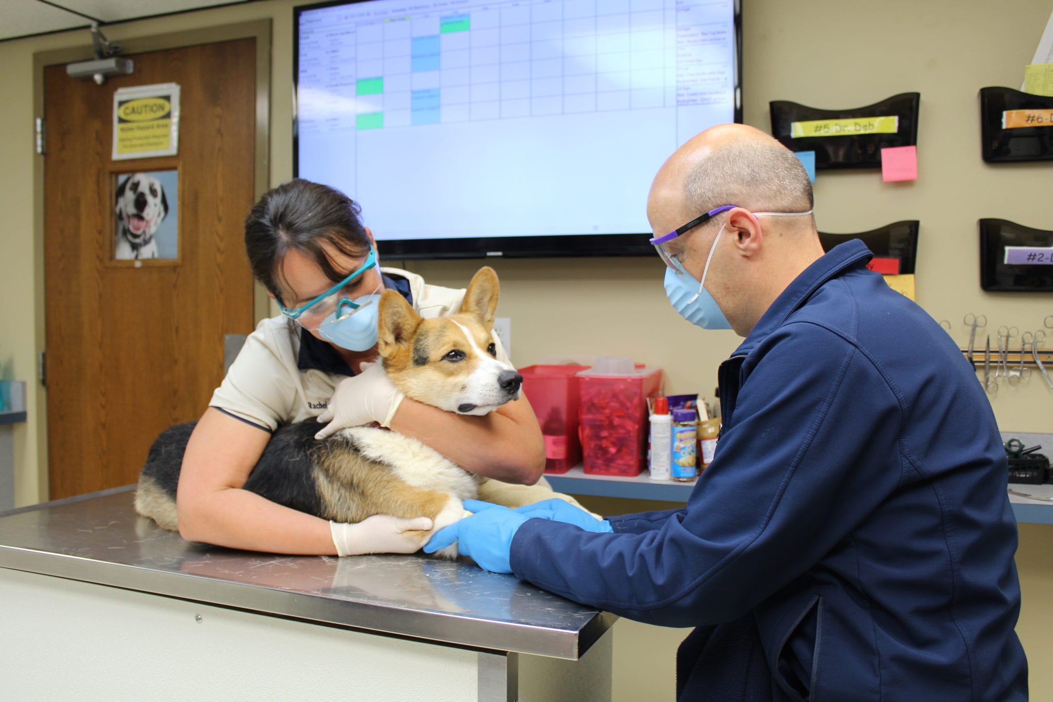 Chemotherapy for Dogs in Temperance, MI