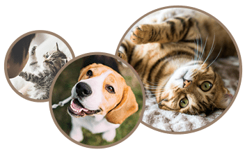 contact our animal hospital in temperance, mi