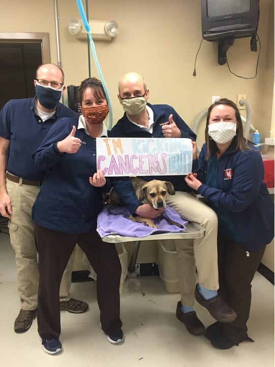 veterinary team with dog cancer survivor