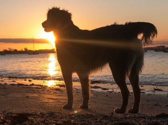 Silhouette of mix breed dog standing happy during sunset. In Manguinhos beach, Búzios, Brazil. Sand and sun. Canine outline against the sun.