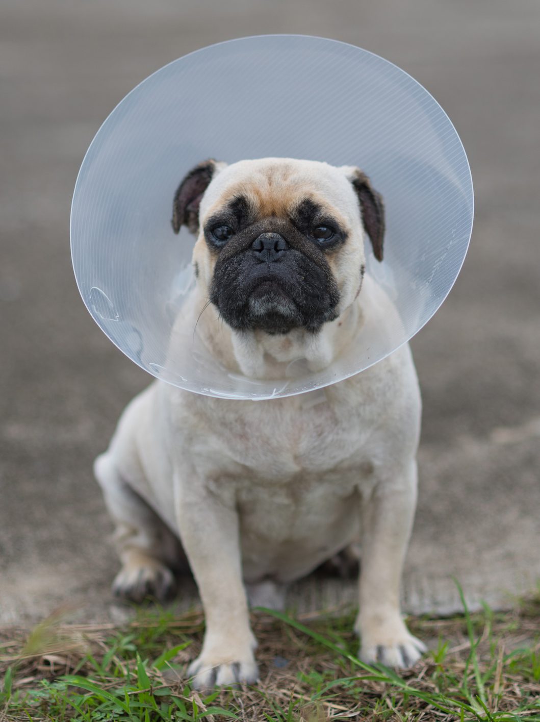 pug with surgery cone