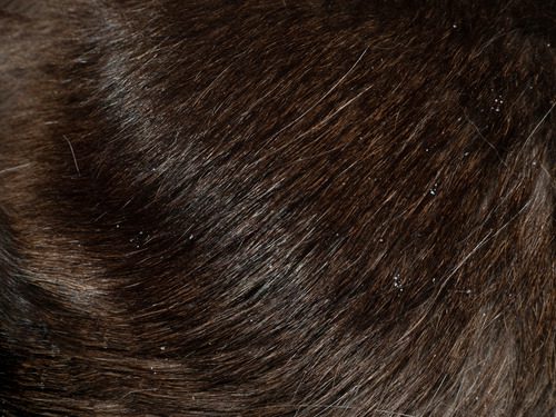 close up of black cat's fur with dandruff