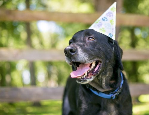 black labrador retriever dog wearing a birthday party hat outside