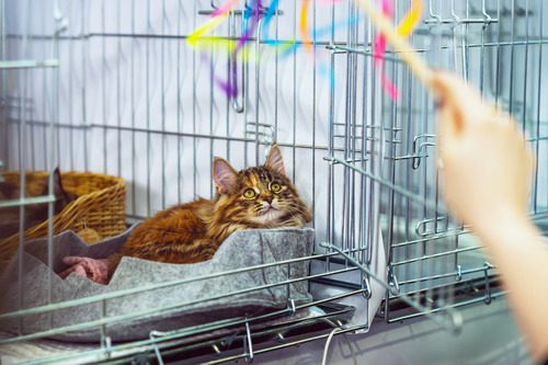 cat laying in a wire cage watching bright wand toy