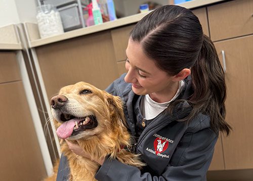 female staff member smiling and petting golden retriever dog